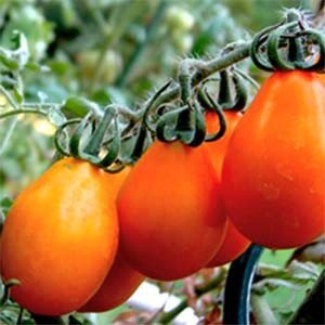 Насіння томату Груша помаранчева 0.1 г, FAZENDA, O. L. KAR 16872 фото