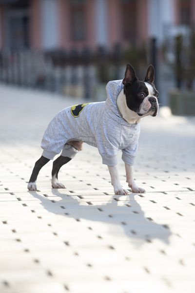 Комбинезон для собак WAUDOG Clothes, рисунок "Бэтмен лого", софтшелл, M45, B 53-59 см, С 38-42 см 309-2001 фото