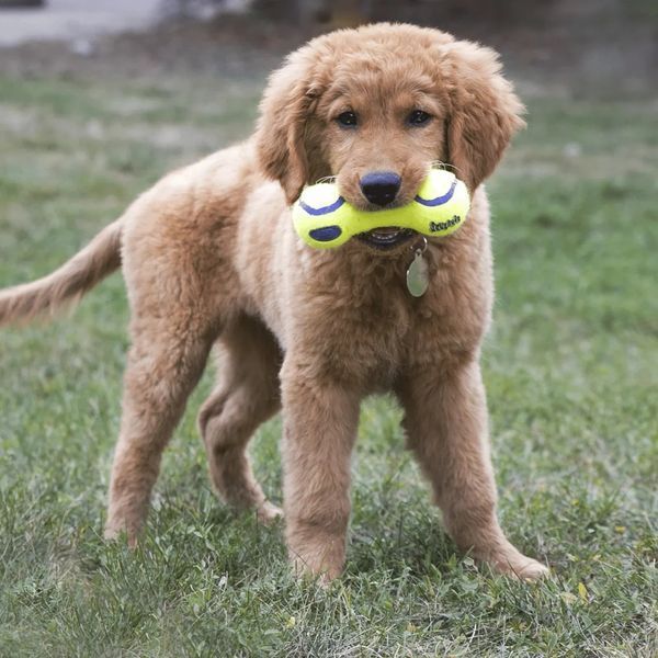 Іграшка для собак Конг KONG AirDog Squeaker Dumbbell повітряна гантель з пискавкою, розмір M 75265 фото