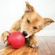Игрушка для собак Конг KONG Dog Biscuit Ball мяч с отверстием для лакомства, размер L 11179 фото 2