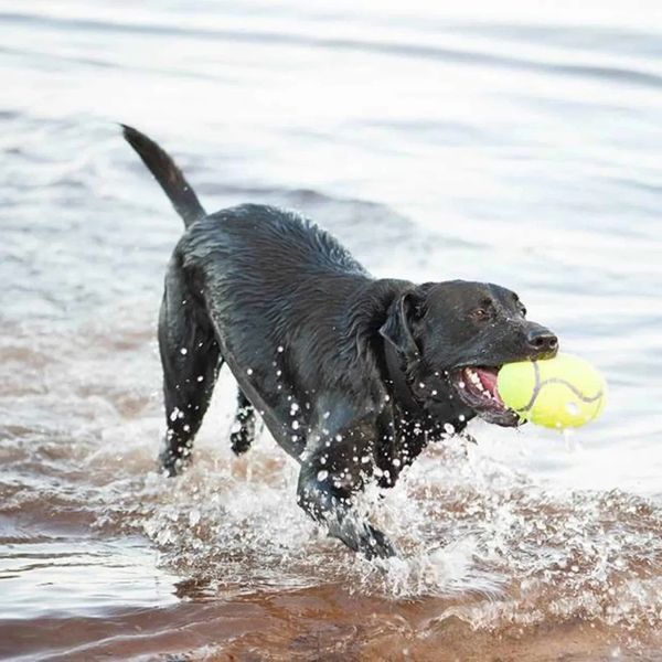Іграшка для собак Конг KONG AirDog Squeaker Football регбі м&rsquo;яч з пискавкою, розмір M 775234 фото