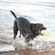 Іграшка для собак Конг KONG AirDog Squeaker Football регбі м&rsquo;яч з пискавкою, розмір M 775234 фото 3