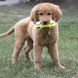 Іграшка для собак Конг KONG AirDog Squeaker Dumbbell повітряна гантель з пискавкою, розмір S 775258 фото 3