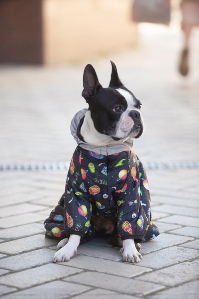 Комбинезон для собак WAUDOG Clothes рисунок "Рик и Морти 2", M47, В 69-72 см, С 41-44 см 5447-0281 фото