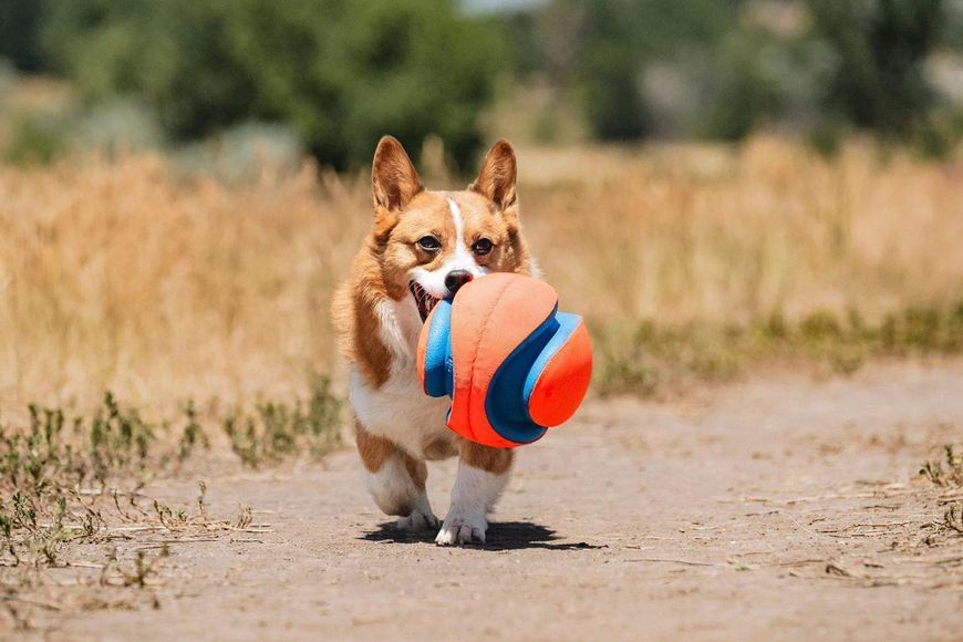 Суперпрыгающий мяч для собак Chuckit! Kick Fetch игрушка для активных игр, размер L В251201D фото