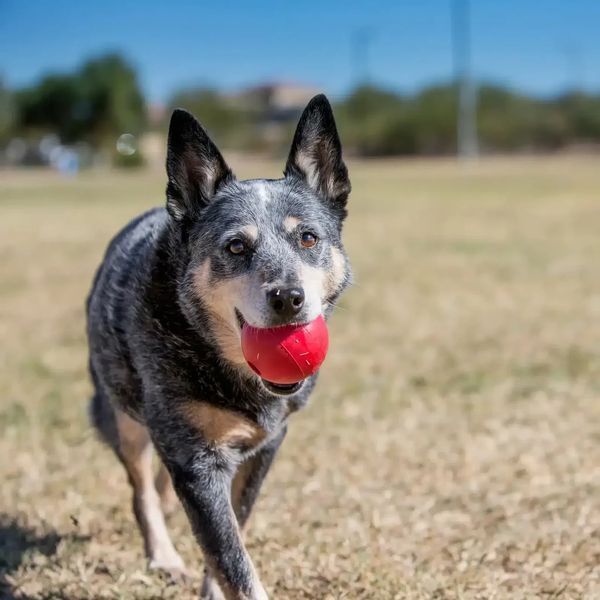 Іграшка для собак Конг KONG Dog Ball w/Hole м&rsquo;яч з отвором, розмір M/L 81127 фото