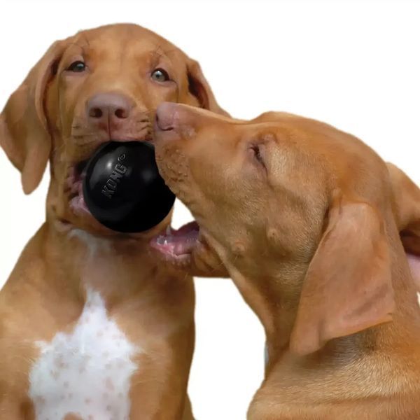 Іграшка для собак Конг KONG Dog Extreme Ball надміцний м&rsquo;яч, розмір M/L 81134 фото