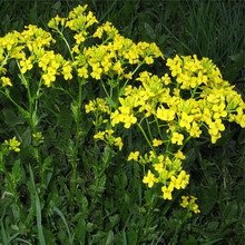 Насіння трави Гірчиця жовта 5 кг (на седерат) 521258574 фото