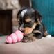 Игрушка для щенков Конг KONG Puppy груша кормушка для собак от 13 до 30 кг, размер L 31115 фото 6