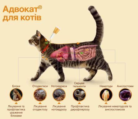 Капли Адвокат для кошек весом от 4 до 8 кг (0,8 мл 1 пипетка) BAYER 10354 фото